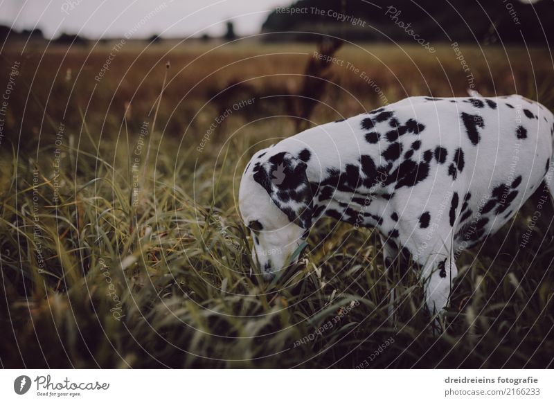 Abenteuer eines Dalmatiners Umwelt Natur Landschaft Wiese Tier Haustier Hund 1 entdecken Neugier Interesse Suche Geruch Farbfoto Außenaufnahme