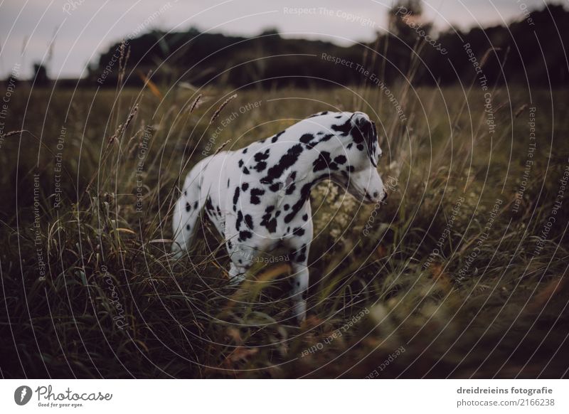 Abenteuer eines Dalmatiners Umwelt Natur Landschaft Wiese Tier Haustier Hund 1 Blick stehen Neugier niedlich Interesse entdecken Leben Suche Wachsamkeit