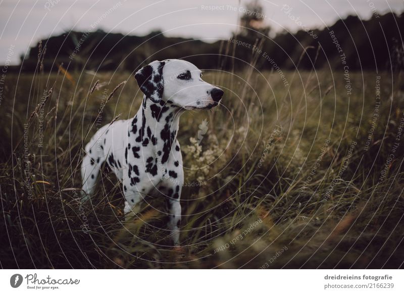 Abenteuer eines Dalmatiners Natur Landschaft Wiese Tier Haustier Hund 1 entdecken stehen Neugier niedlich Lebensfreude Fröhlichkeit Wachsamkeit Farbfoto