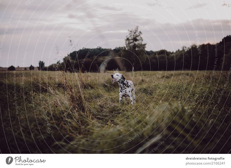 Abenteuer eines Dalmatiners Natur Landschaft Wiese Tier Haustier Hund entdecken Neugier niedlich Naturliebe Leben Lebensfreude Farbfoto Außenaufnahme