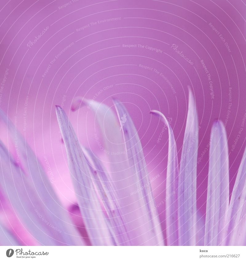 das TOTALE mädchenfoto elegant schön Pflanze Blume Blüte Blühend träumen ästhetisch außergewöhnlich frisch rosa Frühlingsgefühle mehrfarbig Makroaufnahme