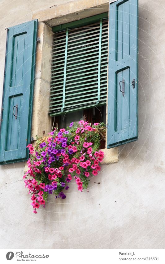 finestra due Fenster Beton Holz Farbe Blume Verona Italien Rollo Romantik Verliebtheit schön Wohlgefühl Farbfoto Außenaufnahme Textfreiraum unten Tag Kontrast