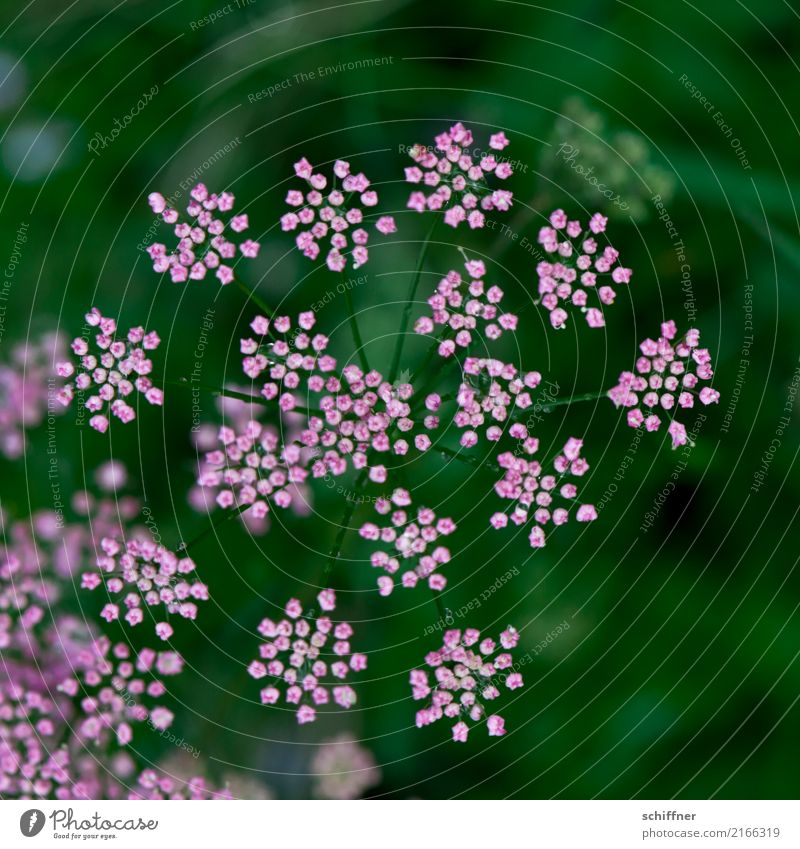 unscheinbares Detail | am Strauch Umwelt Natur Pflanze Blume Blüte schön grün rosa Blütenkelch zart Außenaufnahme Makroaufnahme