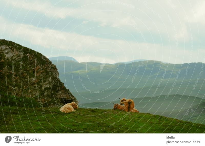 Pause Umwelt Natur Landschaft Erde Himmel Wiese Hügel Felsen Berge u. Gebirge Schottland Tier Nutztier Kuh Galloway 3 liegen stehen Zusammensein ruhig Ferne