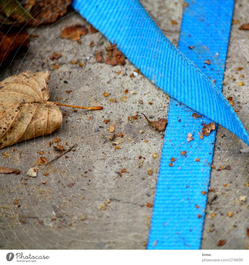 [HH10.1] - Herbstkrümel blau hell-blau Spanngurt abgelegen Blatt getrocknet vertrocknet Beton liegen Außenaufnahme Krümel Menschenleer Textilien aufeinander