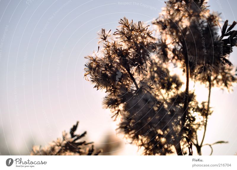 Pollenschleuder Umwelt Natur Pflanze Wolkenloser Himmel Sonnenlicht Herbst Schönes Wetter Gras Blatt Blüte Wildpflanze leuchten hell blau rosa schwarz weiß
