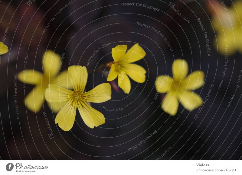 [HH10.1] - aus der Rolle fallen Natur Pflanze Blume Blüte Blühend gelb Farbfoto Makroaufnahme Blütenblatt