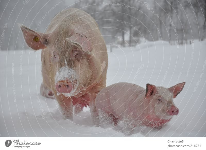 Schweinewanderung Bioprodukte Landwirtschaft Umwelt Winter schlechtes Wetter Nebel Schnee biologisch Feld Norwegen Tier Nutztier Ferkel 2 Tiergruppe Tierjunges