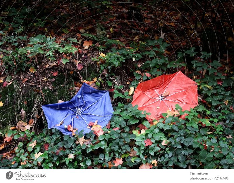 Bunte Färbung Herbstlaub Natur Pflanze Blatt Regenschirm blau rot Farbe Müll kaputt 2 paarweise unbrauchbar achtlos Außenaufnahme Menschenleer Tag