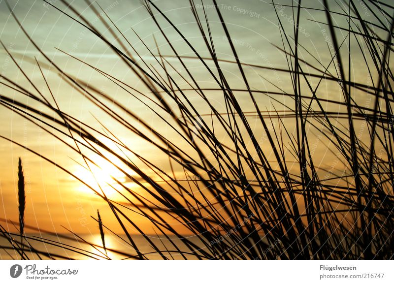 Weißt du noch im letzten Jahr? Ferien & Urlaub & Reisen Tourismus Ausflug Sommerurlaub Strand Meer Horizont Sonne Sonnenaufgang Sonnenuntergang Schönes Wetter