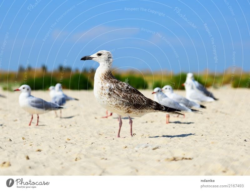 Möwe steht auf dem Sand Freiheit Sommer Sonne Strand Meer Menschengruppe Natur Landschaft Tier Himmel Küste Vogel frei natürlich wild blau weiß Fliege sonnig