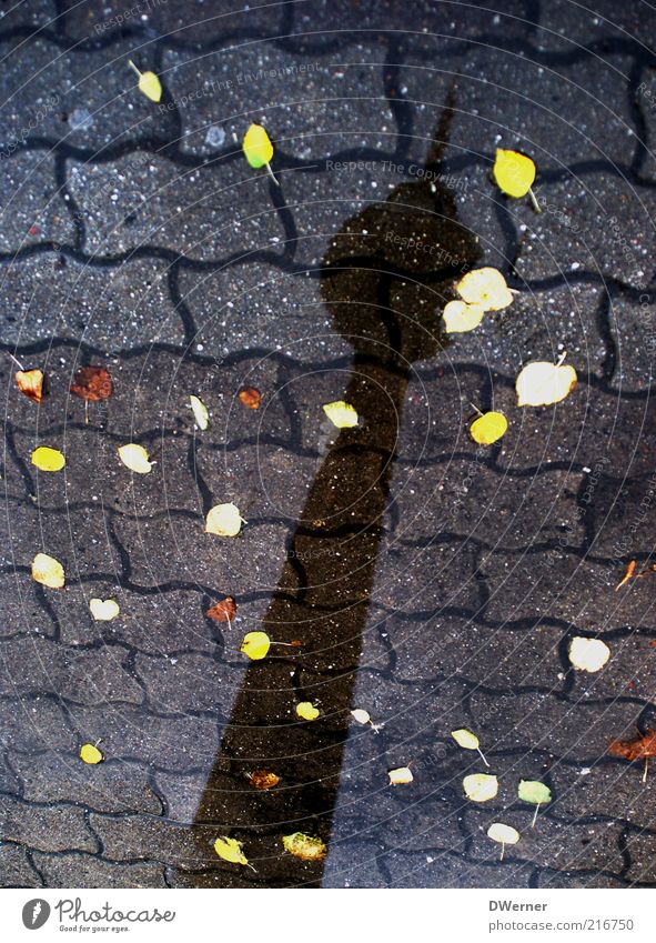 sei berlin Stil Urelemente Wasser Wetter Platz Turm Sehenswürdigkeit Zeichen stehen Berlin Fernsehturm Blatt Reflexion & Spiegelung Pflastersteine Bürgersteig