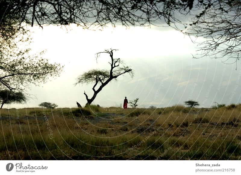 ERLEUCHTET 1 Mensch Natur Landschaft Urelemente Himmel Sonnenaufgang Sonnenuntergang Sonnenlicht Baum Tansania Afrika Afrikaner beobachten