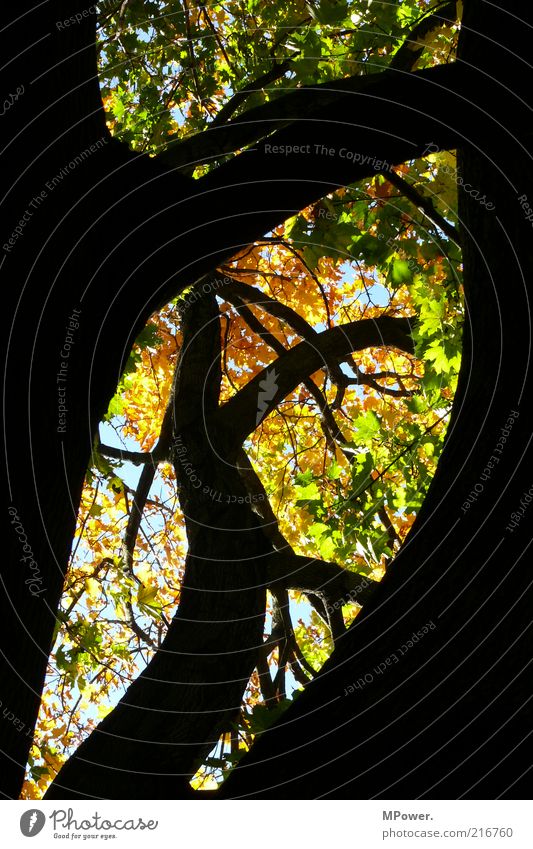 Goldener Oktober Natur Herbst Schönes Wetter Baum Holz natürlich gelb gold grün schwarz Ast Baumstamm Blatt verzweigt Himmel Silhouette Kurve oben Baumkrone