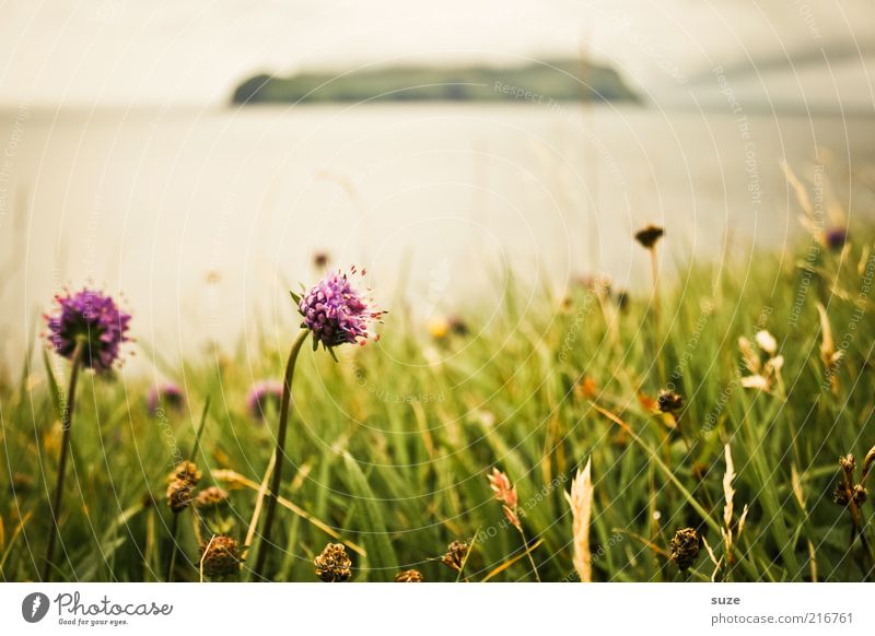 Färöer - Ein Rückblick Umwelt Natur Landschaft Pflanze Klima Wetter Blume Gras Blüte Wiese Hügel Küste Meer Insel Blühend Føroyar Farbfoto mehrfarbig