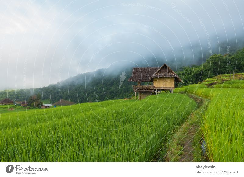 Draufsicht der Reisreisfelder in Nord-Thailand ruhig Ferien & Urlaub & Reisen Tourismus Ausflug Sommer Berge u. Gebirge Umwelt Natur Landschaft Pflanze