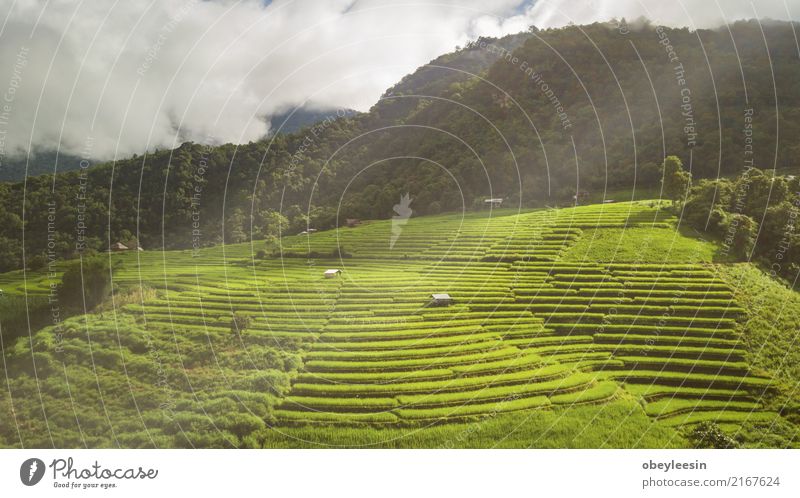 Draufsicht der Reisreisfelder in Nord-Thailand ruhig Ferien & Urlaub & Reisen Tourismus Ausflug Sommer Berge u. Gebirge Umwelt Natur Landschaft Pflanze
