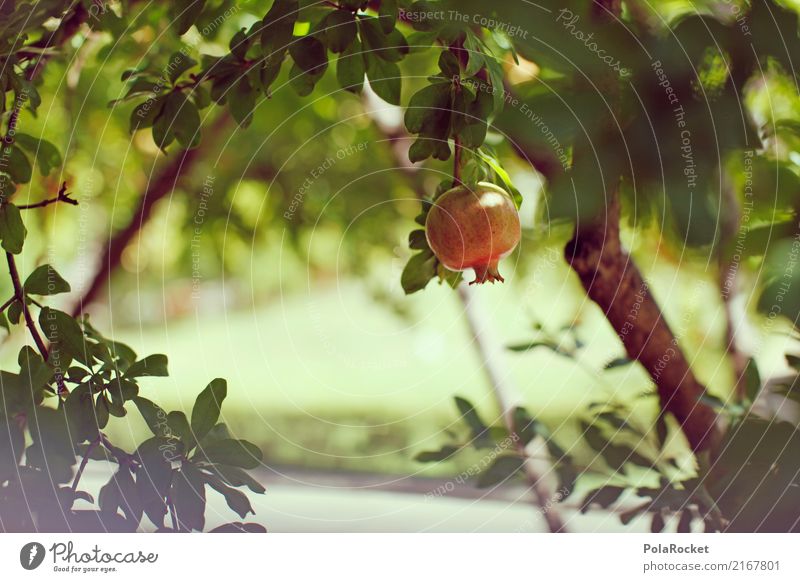 #A# Gardens Of Florence Natur ästhetisch Granatapfel Frucht Garten Park südländisch mediterran Italien reif Wachstum Baum Farbfoto mehrfarbig Außenaufnahme