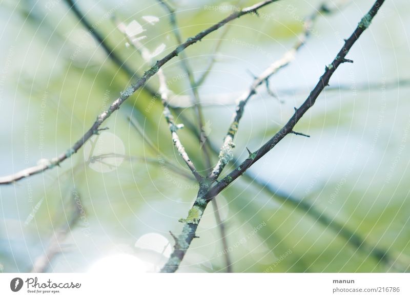Stockwerk Umwelt Natur Herbst Baum Sträucher Zweige u. Äste herbstlich hell natürlich schön ästhetisch Vergänglichkeit Wandel & Veränderung Farbfoto