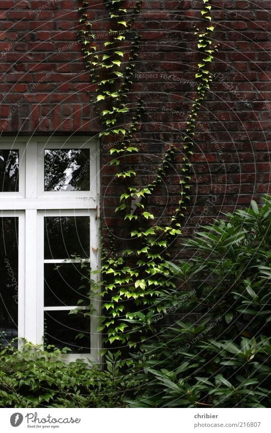 Friedliche Übernahme*** [HH 10.1]*** harmonisch Haus Garten Umwelt Natur Pflanze Efeu Bauwerk Architektur Mauer Wand Fassade Fenster Wachstum grün rot Romantik