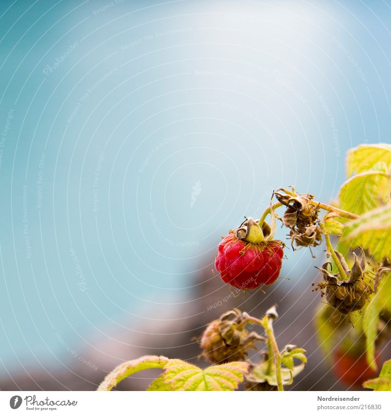 Eine "Q" Himbeere Lebensmittel Frucht Bioprodukte Natur Pflanze Sommer Sträucher verblüht Wachstum Gesundheit natürlich blau rot Farbe Himbeeren Beeren lecker