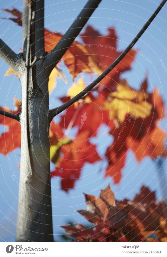 Herbstspaziergang I Umwelt Natur ästhetisch Herbstlaub herbstlich Herbstfärbung Herbstbeginn Herbstwetter Färbung Baumstamm natürlich Blatt Verfall verrotten