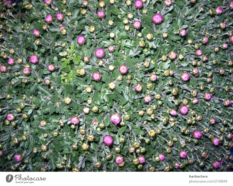 Teppich aus 278 Knospen Herbst Blume Blüte Nutzpflanze Chrysantheme Blühend Wachstum ästhetisch frisch schön viele rosa Gefühle Freude Liebe Beginn Farbe Natur