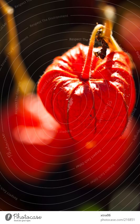 der herbst kann schön sein Umwelt Natur Pflanze ästhetisch authentisch Farbfoto Außenaufnahme Nahaufnahme Detailaufnahme Samen Kapsel rot