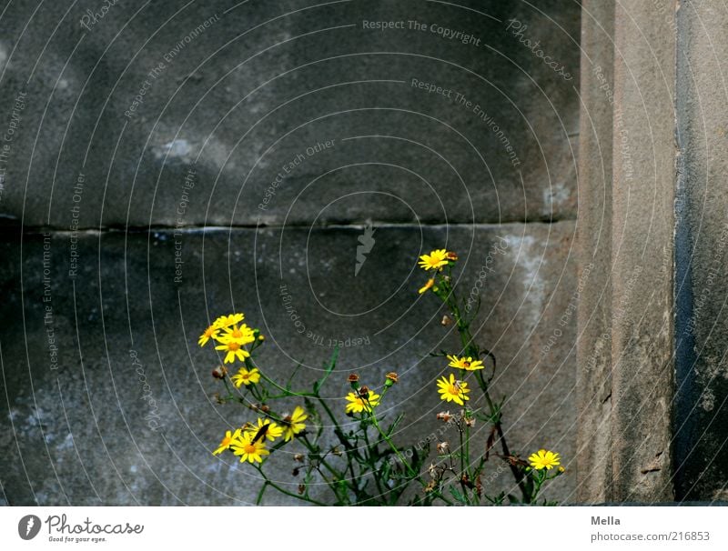 Edinburgher Stadtbewuchs Umwelt Natur Pflanze Blume Blüte Wildpflanze Bauwerk Gebäude Mauer Wand Blühend Wachstum alt dunkel natürlich positiv rebellisch gelb