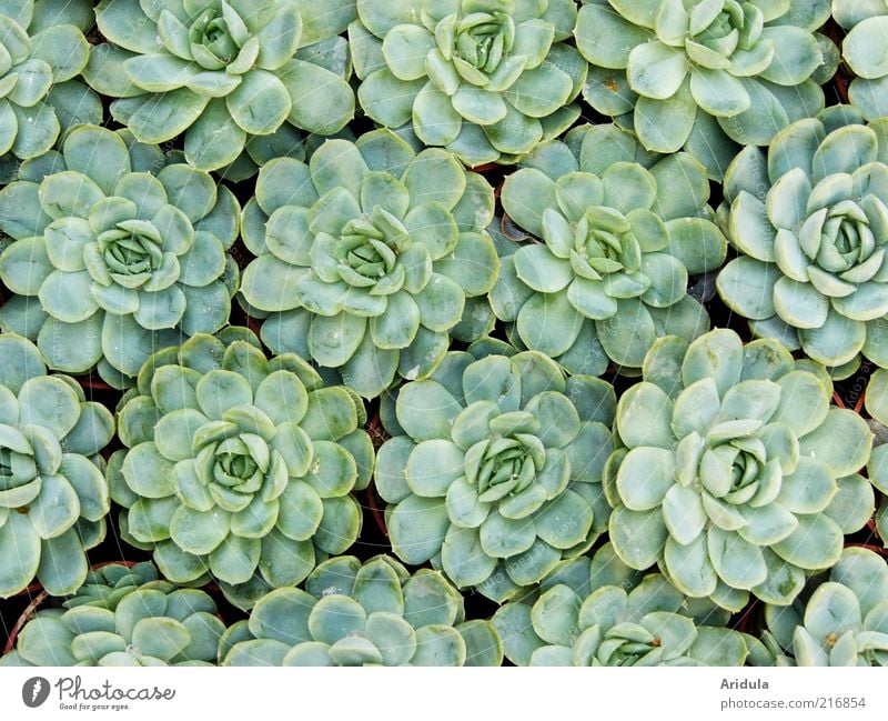 Sempervivum Umwelt Natur Pflanze Steingartenpflanzen grün Blatt Wachstum Leben Bodendecker rund Außenaufnahme Muster Strukturen & Formen Fraktal Fraktale