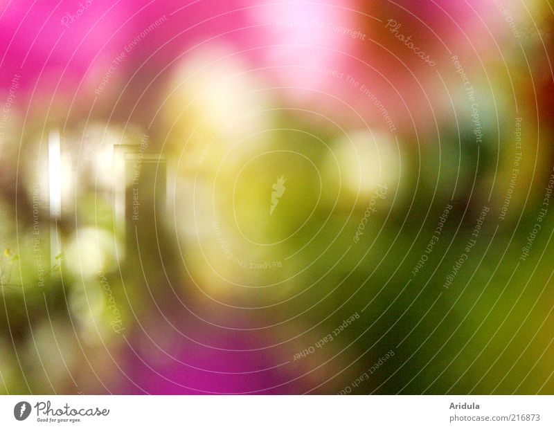 dort am Fenster Natur Pflanze Blume Blühend mehrfarbig rosa geheimnisvoll Durchblick Außenaufnahme Unschärfe violett abstrakt Hintergrundbild Textfreiraum
