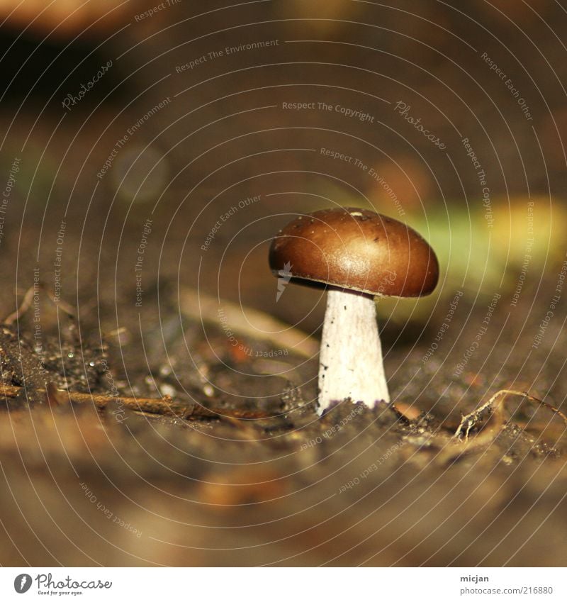 Cheer up Lonely Mushroom! | Be Awesome Erde Einsamkeit Pilz klein braun Pflanze Natur Herbst Unschärfe winzig essbar ungenießbar Gift Pilzhut ungesund Sommer