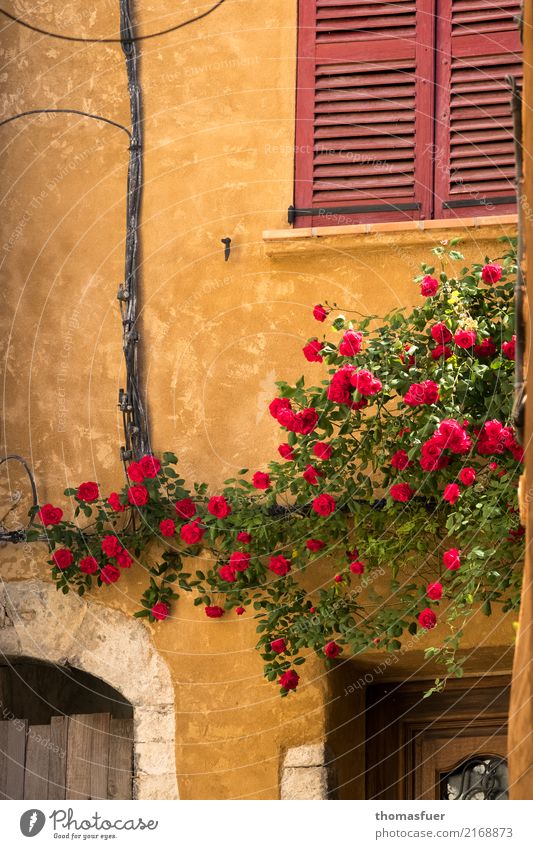 Wand, Kletterrosen, Fenster Sommer Haus Schönes Wetter Blume Rose Provence Frankreich Dorf Kleinstadt Altstadt Mauer Fassade Tür alt authentisch historisch gelb
