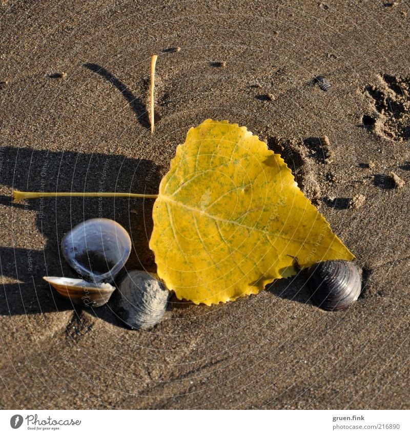 Herbst-auch am Strand! Umwelt Natur Landschaft Erde Sand Schönes Wetter Blatt Flussufer Muschel Fährte ästhetisch glänzend natürlich schön braun gelb weiß
