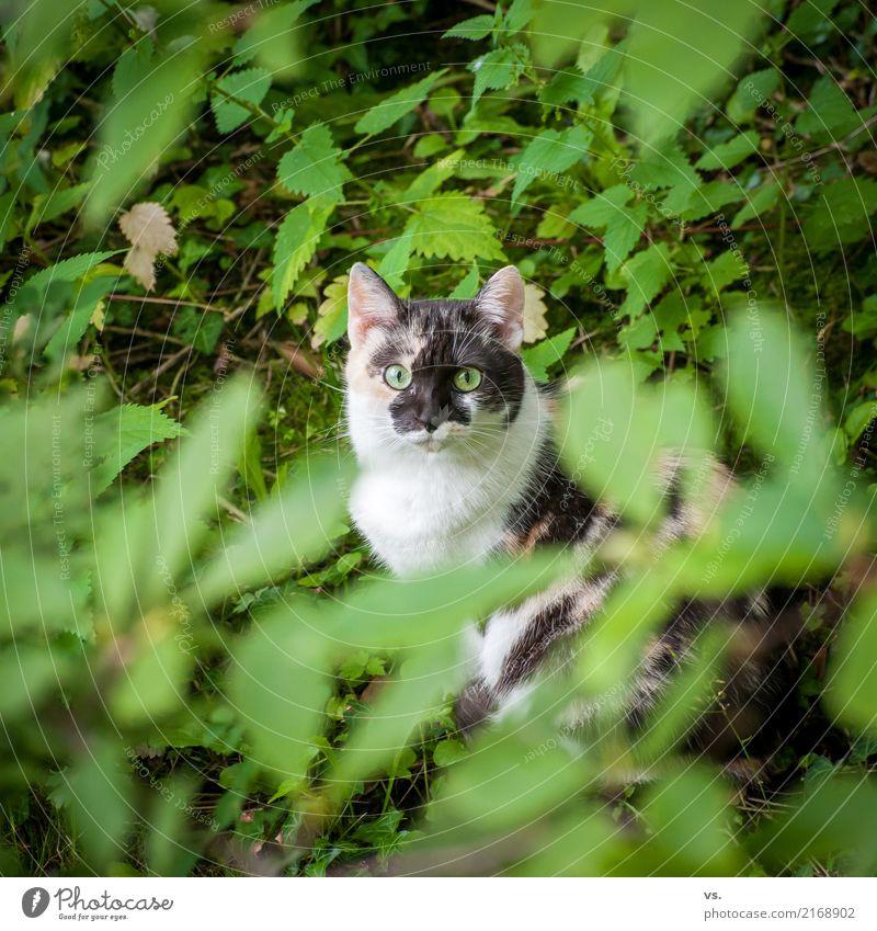 Katzenfotos gehen immer. Natur Landschaft Pflanze Efeu Grünpflanze Garten Tier Haustier Fell 1 entdecken Erholung sitzen klug Wachsamkeit durchdringend Farbfoto