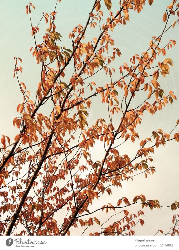 Christoph Maria Herbst Frühling Pflanze Baum Sträucher Blätterdach Herbstlaub herbstlich Herbstfärbung Herbstwetter Herbstwind Herbsthimmel Herbstbeginn