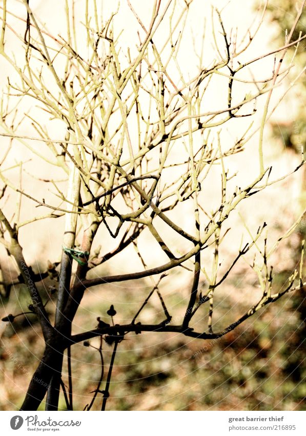 Belichtet Pflanze Sträucher Grünpflanze Holz dehydrieren Wachstum ästhetisch außergewöhnlich einzigartig braun gelb Idee Inspiration Zweige u. Äste Farbfoto