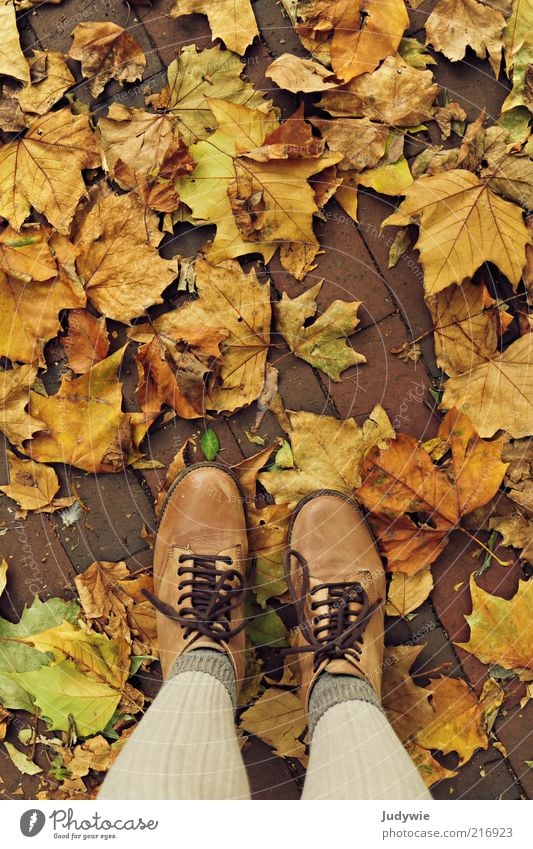 Höst harmonisch Wohlgefühl Mensch Erwachsene Beine Umwelt Natur Herbst Blatt Mode Strümpfe Strumpfhose Stiefel Wanderschuhe Erholung stehen natürlich gelb