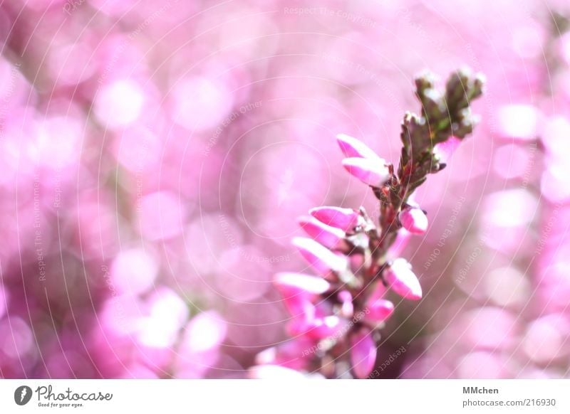 Pinky rosa grün Bergheide Pflanze Blume Blüte glänzend Blütenknospen Heidekrautgewächse Unschärfe Menschenleer Natur