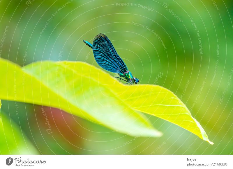 Blauflügel-Prachtlibelle auf einem Blatt schön Leben Umwelt Natur Tier Sträucher Wildtier Metall leuchten sitzen blau grün Umweltschutz Libelle männlich Insekt