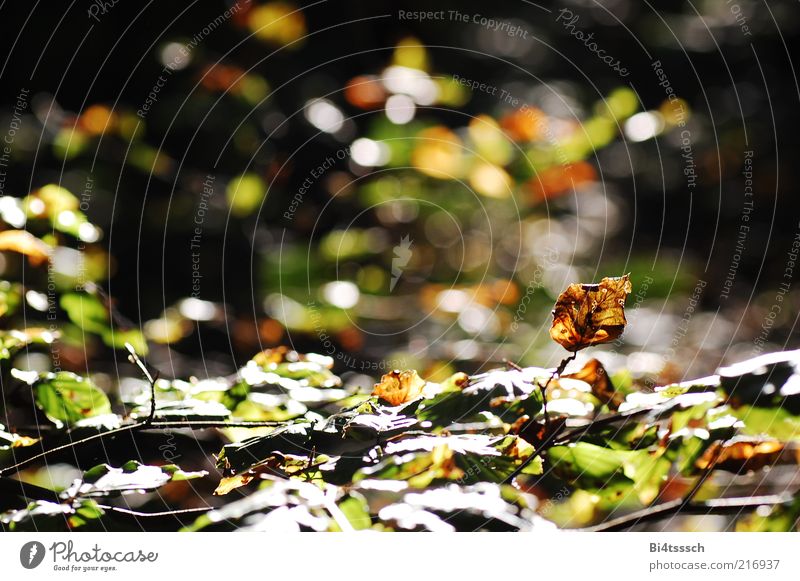 Warmer Herbst Umwelt Natur Sonnenlicht Schönes Wetter Baum Blatt verblüht dehydrieren schön Wärme Stimmung Verfall Vergänglichkeit Wandel & Veränderung Farbfoto