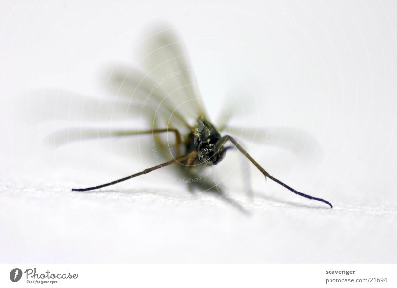 Mücke Stechmücke Insekt nah groß weiß schwarz Makroaufnahme Nahaufnahme Fliege