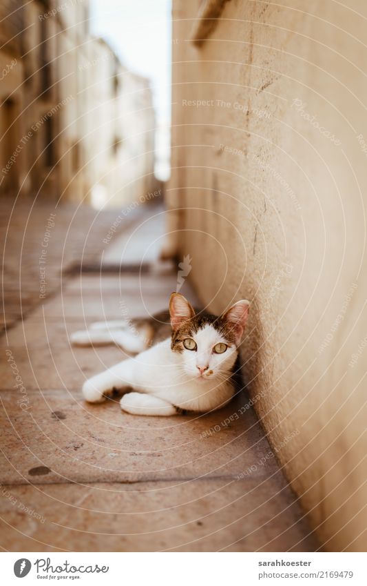 Katze in verlassener Gasse, Frankreich Natur Kleinstadt Stadt Stadtrand Altstadt Menschenleer Straße Tier Haustier 1 ästhetisch liegen Einsamkeit streunend
