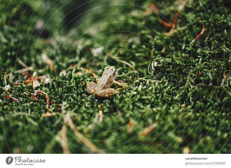 Kleiner Frosch auf Moos sitzend Natur Pflanze Tier Wald Froschlurche 1 beobachten verstecken grün verkleidet Tarnung Farbfoto Außenaufnahme Nahaufnahme