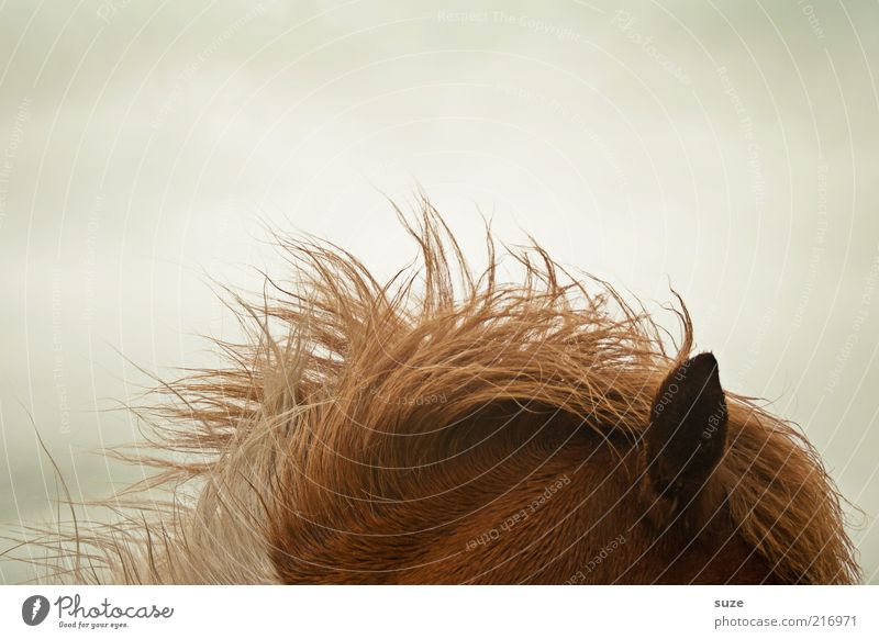 Hört sich gut an Wetter Wind Sturm Tier Nutztier Pferd Ohr 1 hören Føroyar Ponys Island Ponys Mähne Fellfarbe Farbfoto Gedeckte Farben Detailaufnahme