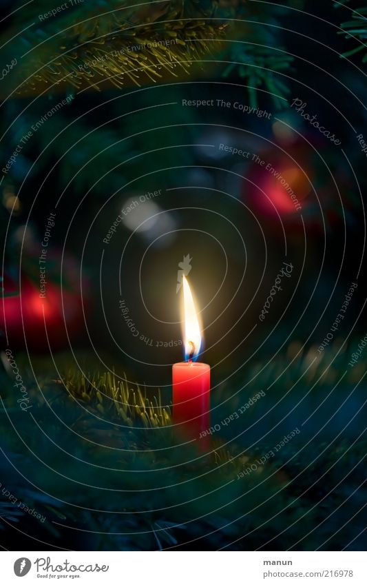 Kerze Dekoration & Verzierung Feste & Feiern festlich Weihnachtsbaum Weihnachtsdekoration Tannenzweig Tannennadel Zeichen Kerzenschein Kerzenflamme