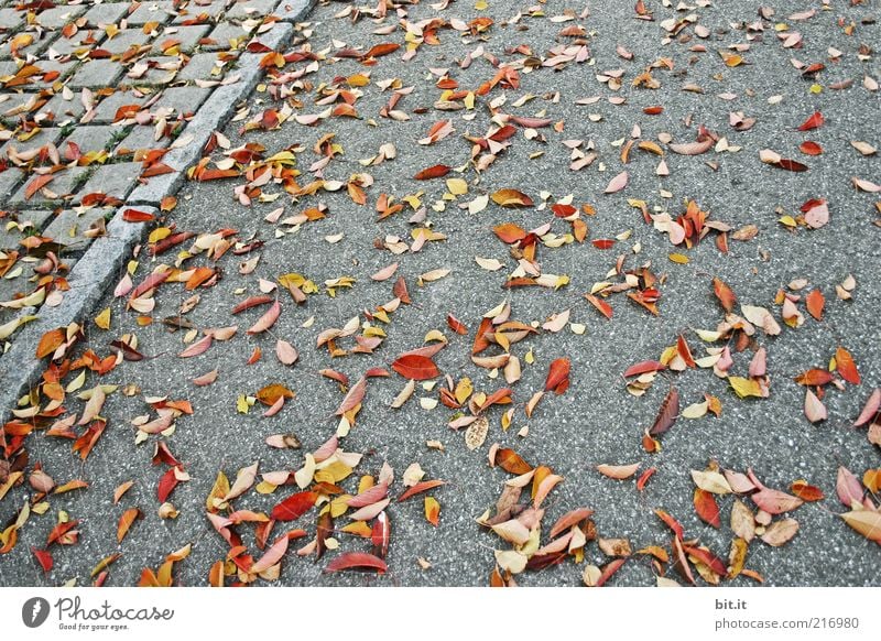 Kehrdienst Umwelt Natur Herbst Klima Wind Blatt Stein mehrfarbig grau Vergänglichkeit Herbstlaub herbstlich Herbstfärbung Bürgersteig Asphalt liegen Bodenbelag