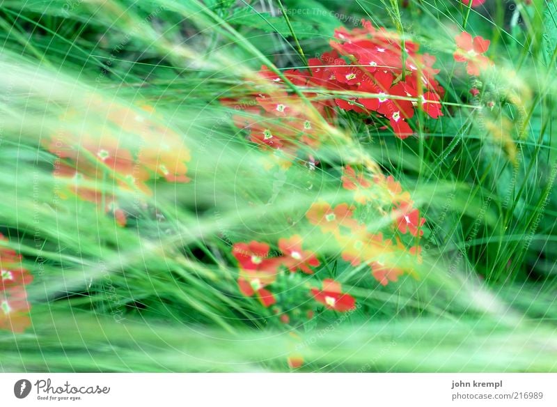 [ZICKENKRIEG] reine mädchensache Umwelt Pflanze Blume Gras Blüte Wiese Blühend Wachstum schön grün rot Zufriedenheit Lebensfreude Frühlingsgefühle Natur Wind