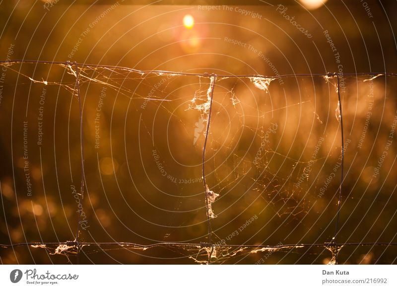 Herbstgold Sonnenlicht Draht Zaun Spinnennetz Spinngewebe leuchten Unschärfe Gegenlicht zerbrechlich Wärme zeitlos Farbfoto mehrfarbig Außenaufnahme