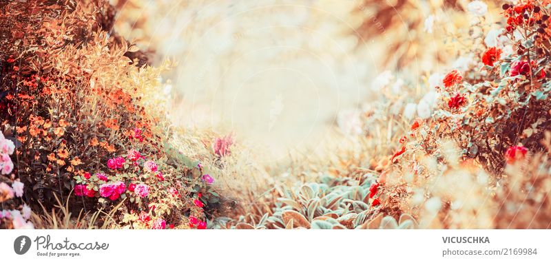 Herbst Hintergrund. Sonniger Tag im Graten Lifestyle Design Sommer Garten Natur Pflanze Sonnenlicht Schönes Wetter Blume Sträucher Blatt Blüte Park retro weich